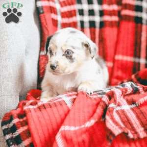 Lola, Australian Shepherd Puppy