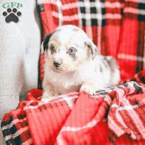 Lola, Australian Shepherd Puppy