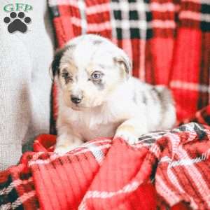 Lola, Australian Shepherd Puppy