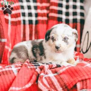 Lola, Australian Shepherd Puppy