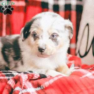 Lola, Australian Shepherd Puppy