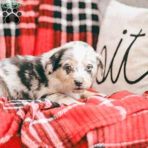 Lola, Australian Shepherd Puppy