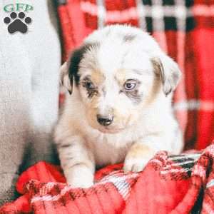 Lola, Australian Shepherd Puppy