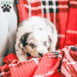 Lola, Australian Shepherd Puppy