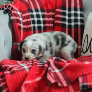 Lola, Australian Shepherd Puppy