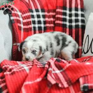 Lola, Australian Shepherd Puppy