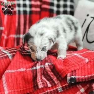 Lola, Australian Shepherd Puppy