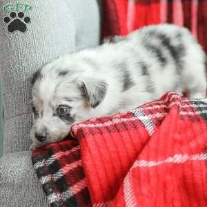 Lola, Australian Shepherd Puppy