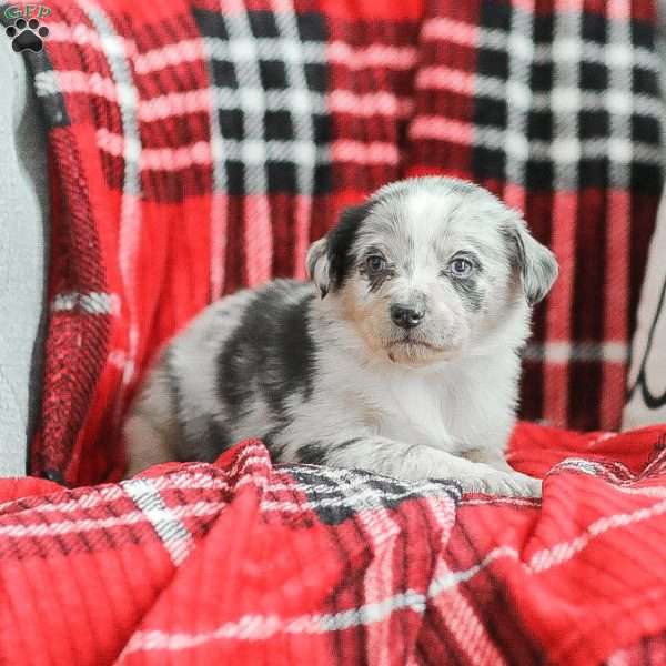 Lola, Australian Shepherd Puppy