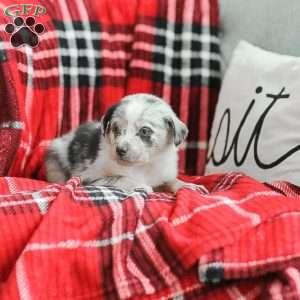 Lola, Australian Shepherd Puppy