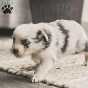 Luke, Australian Shepherd Puppy