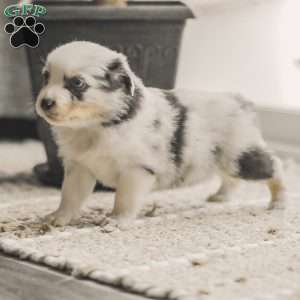 Luke, Australian Shepherd Puppy
