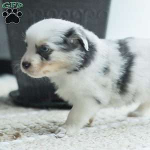 Luke, Australian Shepherd Puppy