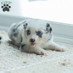 Luke, Australian Shepherd Puppy