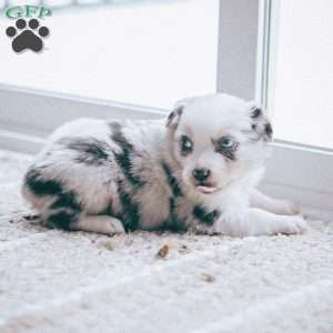 Luke, Australian Shepherd Puppy