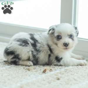 Luke, Australian Shepherd Puppy