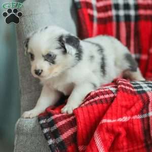 Luke, Australian Shepherd Puppy