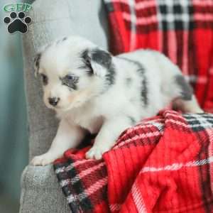 Luke, Australian Shepherd Puppy