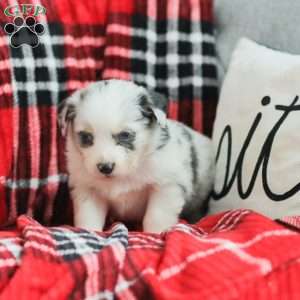 Luke, Australian Shepherd Puppy