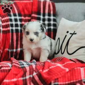 Luke, Australian Shepherd Puppy