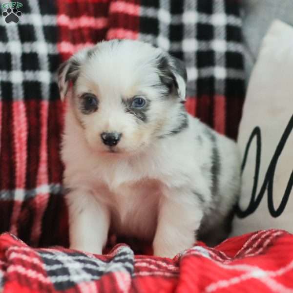 Luke, Australian Shepherd Puppy