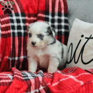 Luke, Australian Shepherd Puppy