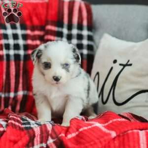 Luke, Australian Shepherd Puppy