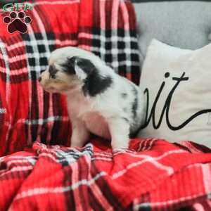 Luke, Australian Shepherd Puppy