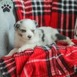 Luke, Australian Shepherd Puppy