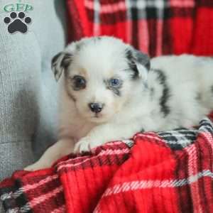 Luke, Australian Shepherd Puppy