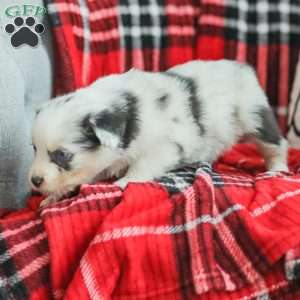 Luke, Australian Shepherd Puppy