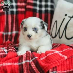 Luke, Australian Shepherd Puppy