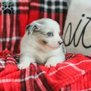 Luke, Australian Shepherd Puppy