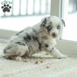 Liam, Australian Shepherd Puppy