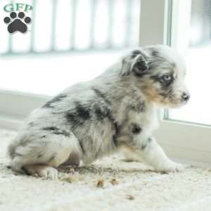 Liam, Australian Shepherd Puppy
