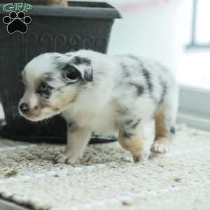 Liam, Australian Shepherd Puppy