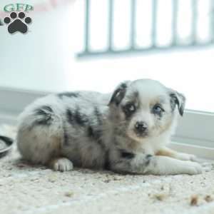 Liam, Australian Shepherd Puppy