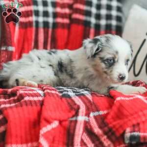 Liam, Australian Shepherd Puppy