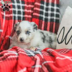 Liam, Australian Shepherd Puppy