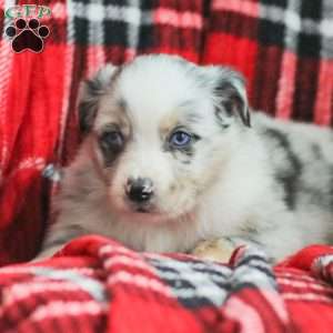 Liam, Australian Shepherd Puppy
