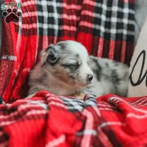 Liam, Australian Shepherd Puppy