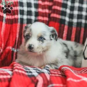 Liam, Australian Shepherd Puppy