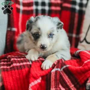 Liam, Australian Shepherd Puppy