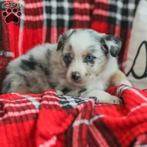 Liam, Australian Shepherd Puppy