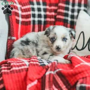 Liam, Australian Shepherd Puppy