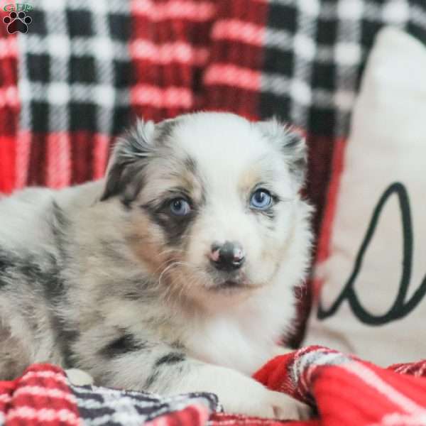 Liam, Australian Shepherd Puppy