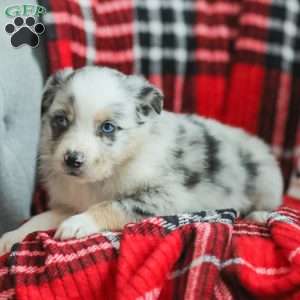 Liam, Australian Shepherd Puppy