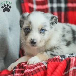 Liam, Australian Shepherd Puppy