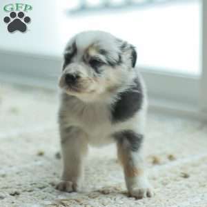 Lyla, Australian Shepherd Puppy