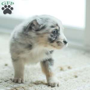 Lyla, Australian Shepherd Puppy
